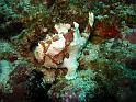 poisson crapaud